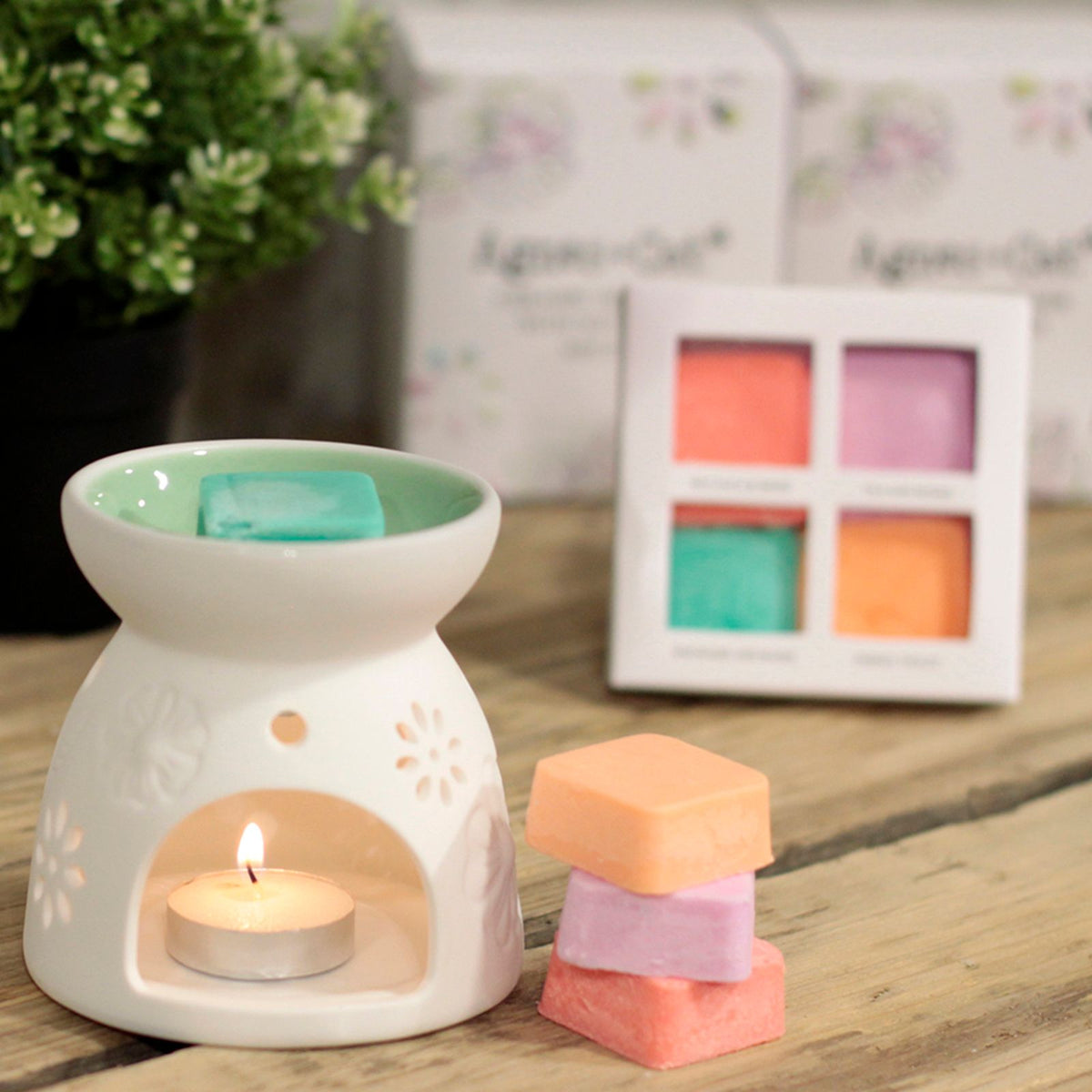 Wax Melter with Four Soy Wax Melts