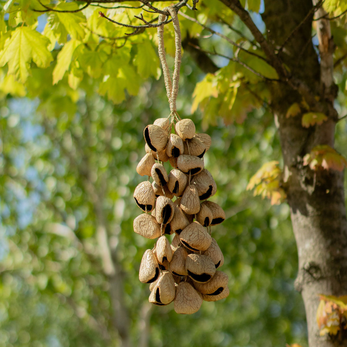 Large Pangi Seed Shell - Natural Nut Shaker (50 Shells)